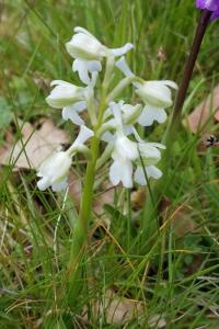 <i>Anacamptis morio</i>