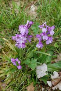<i>Anacamptis morio</i>