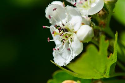 Crataegus monogyna