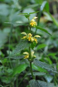 <i>Lamium galeobdolon</i>