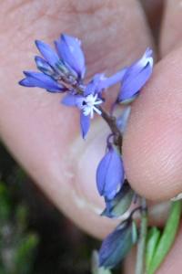 <i>Polygala serpyllifolia</i>