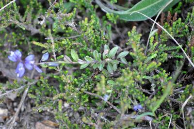 <i>Polygala serpyllifolia</i>