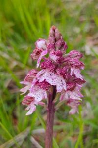 <i>Orchis purpurea</i>