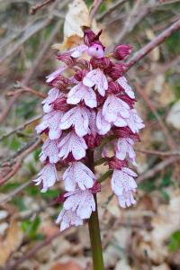 <i>Orchis purpurea</i>