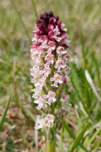<i>Neotinea ustulata</i>