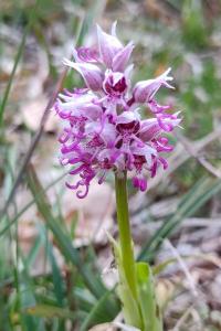 <i>Orchis simia</i>