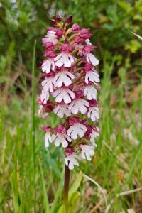 <i>Orchis purpurea</i>