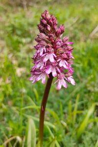 <i>Orchis purpurea</i>