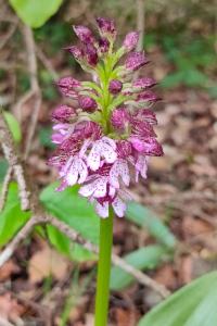 <i>Orchis purpurea</i>