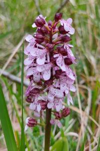 <i>Orchis purpurea</i>