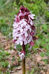 <i>Orchis purpurea</i>