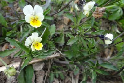 <i>Viola arvensis</i>