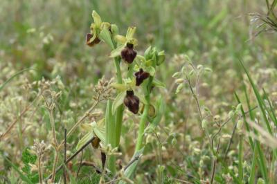 <i>Ophrys aranifera</i>