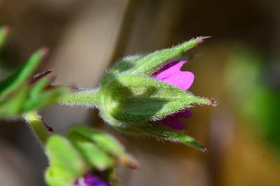 <i>Geranium dissectum</i>
