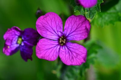 Lunaria annua