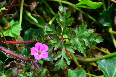 <i>Geranium robertianum</i>