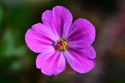 <i>Geranium robertianum</i>