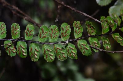 <i>Asplenium trichomanes</i>