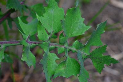Sonchus oleraceus