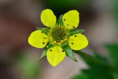 <i>Geum urbanum</i>