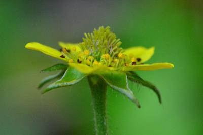 <i>Geum urbanum</i>