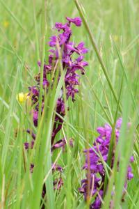 <i>Orchis mascula</i>