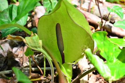 <i>Arum maculatum</i>