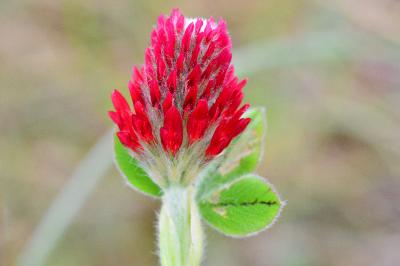 <i>Trifolium incarnatum</i>