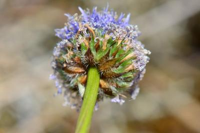 <i>Globularia bisnagarica</i>
