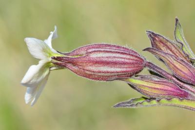 <i>Silene latifolia</i>