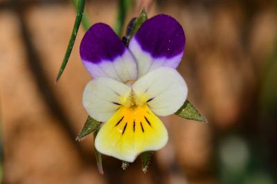 <i>Viola arvensis</i>