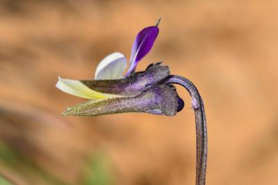 Viola arvensis