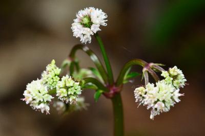 <i>Sanicula europaea</i>