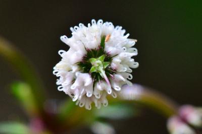 <i>Sanicula europaea</i>