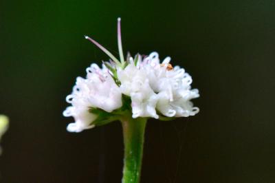 <i>Sanicula europaea</i>