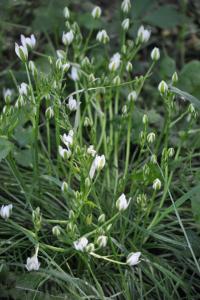<i>Ornithogalum divergens</i>