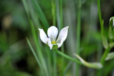 Ornithogalum divergens
