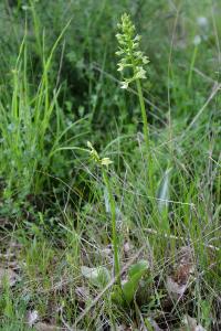 <i>Platanthera chlorantha</i>