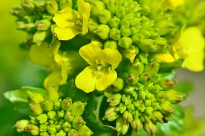 <i>Barbarea vulgaris</i>