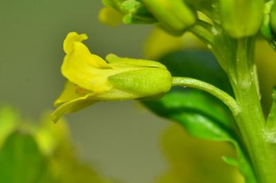 Barbarea vulgaris