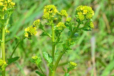 Barbarea vulgaris