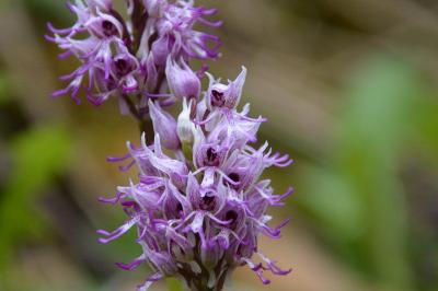 <i>Orchis simia</i>