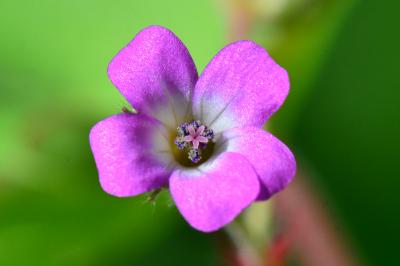 Geranium rotundifolium