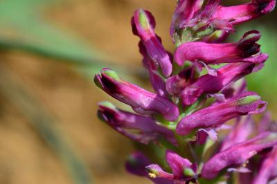 <i>Fumaria officinalis</i>
