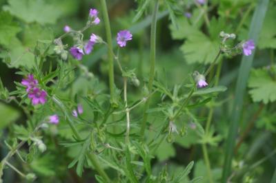 <i>Geranium dissectum</i>