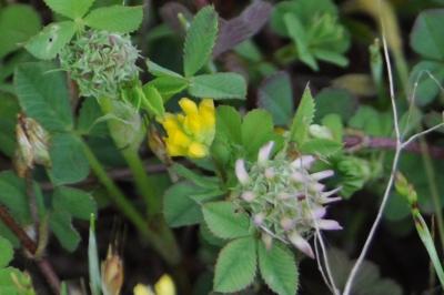 Trifolium glomeratum