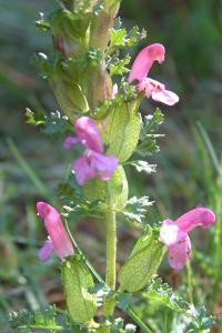 <i>Pedicularis sylvatica</i>