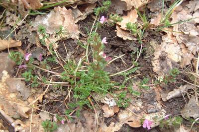 <i>Pedicularis sylvatica</i>