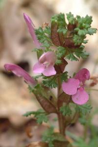 <i>Pedicularis sylvatica</i>