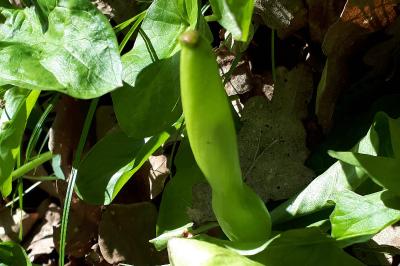 Arum maculatum